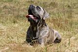 CANE CORSO 926